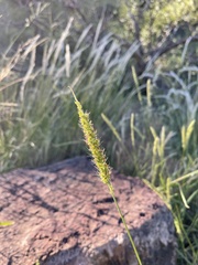 Setaria leucopila