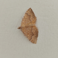 Camptogramma bilineata