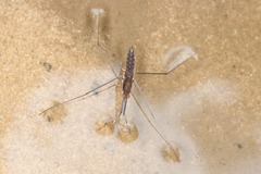 Aquarius najas