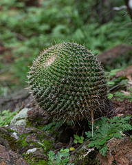 Mammillaria mystax