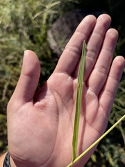 Setaria leucopila