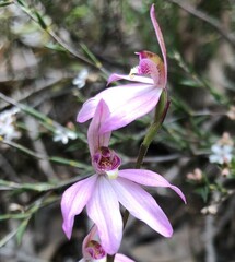 Caladenia fuscata
