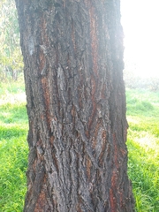 Eucalyptus sideroxylon