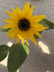 Helianthus