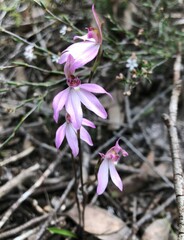 Caladenia fuscata