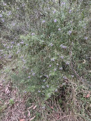 Westringia eremicola