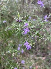 Westringia eremicola