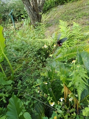 Papilio thaiwanus