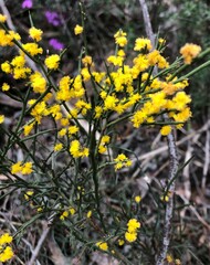 Acacia spinescens
