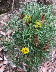 Isopogon ceratophyllus
