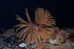 Eudistylia polymorpha