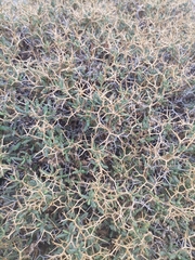 Sarcopoterium spinosum