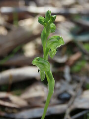 Pterostylis cycnocephala