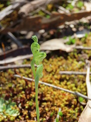 Pterostylis cycnocephala