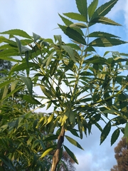 Fraxinus angustifolia