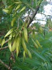 Fraxinus angustifolia