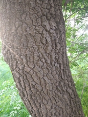Fraxinus angustifolia