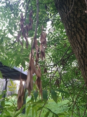 Fraxinus angustifolia