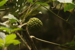 Myrianthus