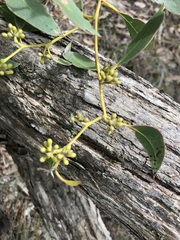 Eucalyptus arenacea