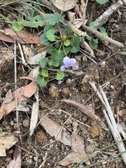 Viola