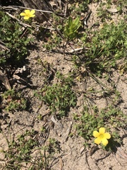 Oxalis exilis