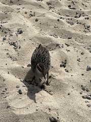 Gallirallus philippensis