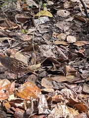 Gallirallus philippensis