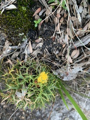 Isopogon ceratophyllus