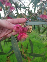 Eucalyptus sideroxylon