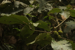 Myrianthus