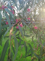Eucalyptus sideroxylon