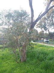 Eucalyptus sideroxylon