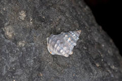 Nodilittorina pyramidalis