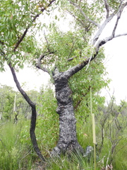 Eucalyptus latisinensis