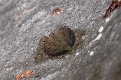 Cellana tramoserica