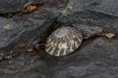 Bembicium auratum