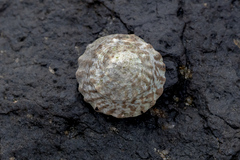 Bembicium auratum