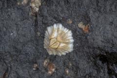 Semibalanus balanoides