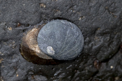 Nerita melanotragus