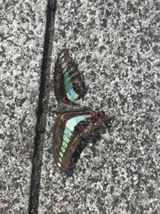 Graphium sarpedon nipponum