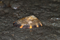 Cellana tramoserica