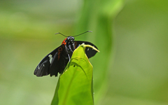Yanguna spatiosa