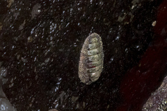 Polyplacophora