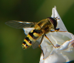 Syrphus ribesii
