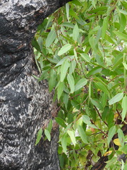 Eucalyptus latisinensis