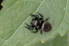 Zenodorus orbiculatus
