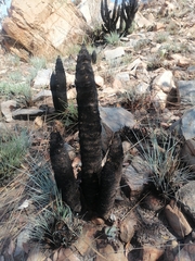 Xerophyta retinervis