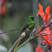 Black-tailed Trainbearer - Photo (c) oscarperdomo, some rights reserved (CC BY-NC), uploaded by oscarperdomo