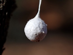 Tamopsis